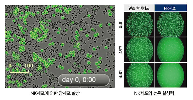 NK세포의 면역조절을 통한 암세포 살상 이미지