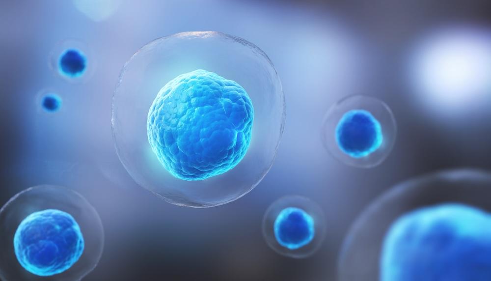 Immune Cell Therapy