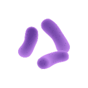 Stromal Vascular Fraction (SVF)